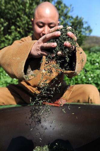 佛教圣地普陀山开采春季佛茶--中国国情