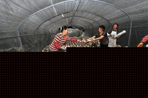 灾后重建使青川食用菌产业发展势头强劲--中国国情网