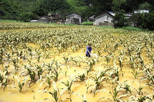 广西罗城农民开展生产自救--中国国情网