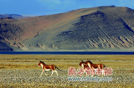 喜马拉雅山北坡调查:野生动物数量增加种类减少--中国国情
