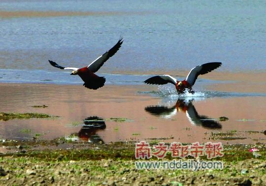 喜马拉雅山北坡调查:野生动物数量增加种类减少--中国国情