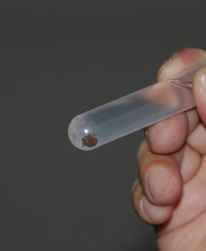 北京未接到蜱虫叮咬病例报告--中国国情网