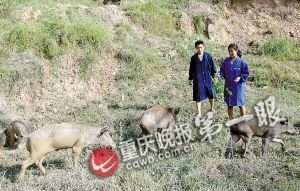 大学生放弃高收入辞职养野猪 年赚50万元--中国国情
