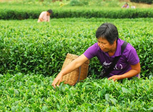 广西昭平茶农赶采“白露茶”--中国国情手册
