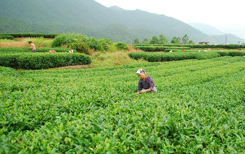 广西昭平茶农赶采“白露茶”--中国国情手册
