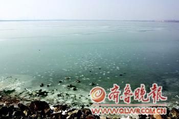 山东烟台5千亩养殖区被冰封 大量鱼虾缺氧死亡--中国国情手册